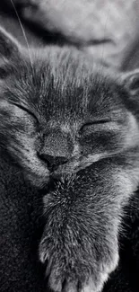 Black and white wallpaper of a cute sleeping kitten.