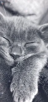 Serene monochrome cat sleeping blissfully in a cozy blanket.