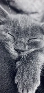 Sleeping gray kitten on cozy blanket, creating a peaceful and cute wallpaper vibe.