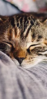 Peaceful sleeping cat on a soft surface, perfect for cozy mobile wallpaper.