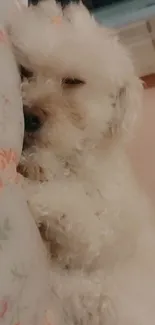 Fluffy white dog peacefully sleeping on a floral patterned pillow.