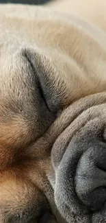 Peacefully sleeping dog on a cozy blue blanket.