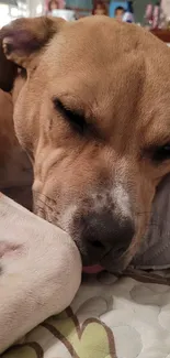 Adorable dog sleeping peacefully on bed, cozy and cute.