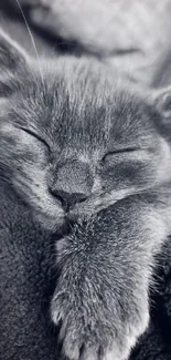 Grayscale image of a cozy sleeping kitten, perfect for a calm wallpaper.