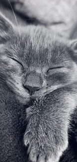 Close-up of a gray kitten sleeping peacefully.