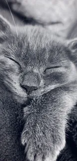 A gray kitten peacefully sleeping on a blanket, creating a cozy visual.