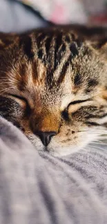 A cozy tabby kitten sleeping on soft fabric, creating a serene mobile wallpaper.