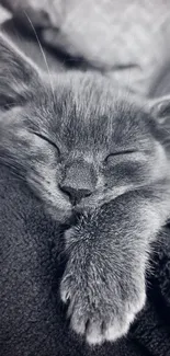 A cute kitten sleeping in monochrome, radiating calmness and warmth.