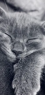 Gray kitten peacefully sleeping on blanket.