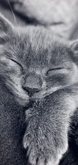 A cozy charcoal gray image of a sleeping kitten, perfect for mobile wallpapers.