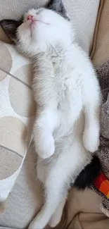 Adorable kitten sleeping on a cozy couch with pillows.