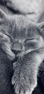 Adorable kitten sleeping on cozy blanket in grayscale.