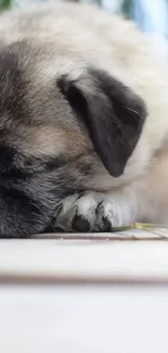 Cozy sleeping puppy lying on a soft surface with light brown fur.