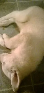 Adorable white puppy sleeping on a tiled floor.