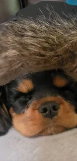 A cozy black and tan puppy snuggled in a fur-lined hood.