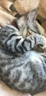 Cozy tabby cat sleeping on beige towels, perfect for a relaxing wallpaper.