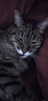 Relaxed tabby cat lounging on a soft brown background.