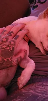 Tattooed hand gently petting a relaxed dog under warm, red ambient light.