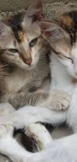 Three cats cuddling together in a cozy setting.