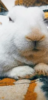 Close-up of a white rabbit on a patterned floor.