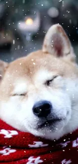 Cute dog in red scarf with falling snowflakes in winter scene.