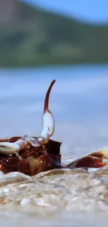 Close-up of a crab on a sandy beach with ocean in the background.