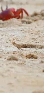 A vibrant crab on a sandy beach.