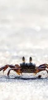 Close-up of a crab on a sandy beach.