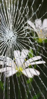 Cracked glass with white flowers wallpaper