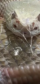 Snake with cracked screen effect on wallpaper background.