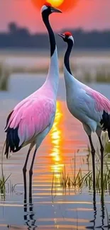 Two cranes standing in water against a sunset backdrop.