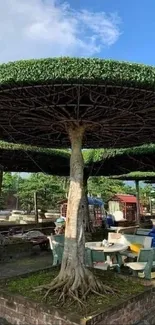 Creative tree with a broad flat canopy in a natural setting.