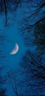 Crescent moon shining in a night sky framed by silhouetted tree branches.