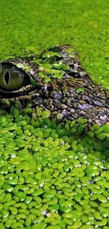 Crocodile partially submerged in leafy green water.