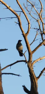 Crow perched on tree branch with blue sky backdrop in mobile wallpaper.