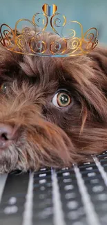 Adorable brown dog with crown on laptop keyboard.