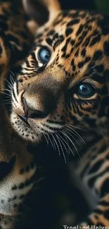 Cuddling leopard cubs with blue eyes.