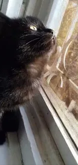 Curious black cat gazing out of a window.