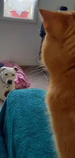 Orange cat observes white dog in cozy room with soft textiles.