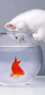 White cat peers into bowl with goldfish.