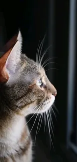 A curious cat gazing outside the window, medium close-up on textured fur.