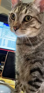 Curious cat looking at a computer screen on a desk.