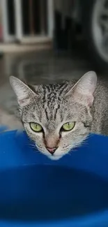 Curious cat drinking water from a blue bowl.