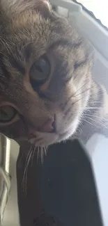 Curious tabby cat looking through a window.