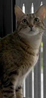 A curious tabby cat gazes out the window, capturing a serene moment.