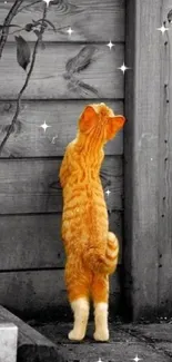 Orange cat stands against wooden fence in a monochrome setting.