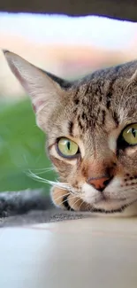 Close-up of a curious cat with green eyes, perfect for mobile wallpaper.