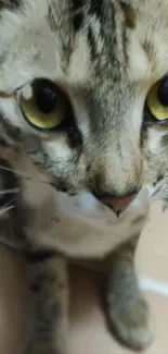 Close-up of a curious cat with yellow eyes.