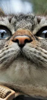 Close-up of a curious cat gazing upwards in a mobile wallpaper.