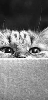 Curious cat peeking from a box in black and white.